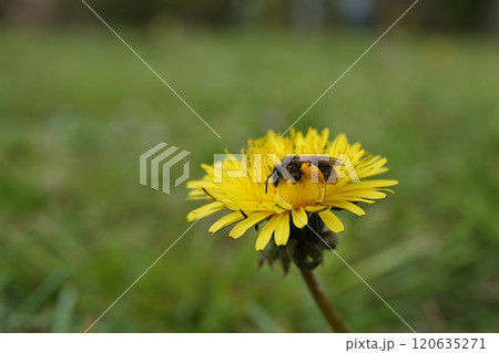 Wide-angle closeup on a female Catsear mining bee, Andrena humilis sitting on a yellow dandelion flower 120635271