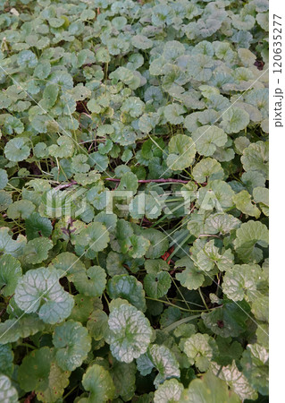 Green Ground Cover with Round Glechoma hederacea creeper plant Leaves 120635277