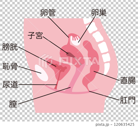 Uterus, cross section of female reproductive system, gynecology, medical 120635425