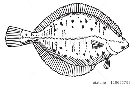 A fish is shown in black and white A fish is shown in black and white 120635795
