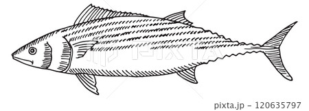 A fish is shown in a black and white drawing A fish is shown in a black and white drawing 120635797