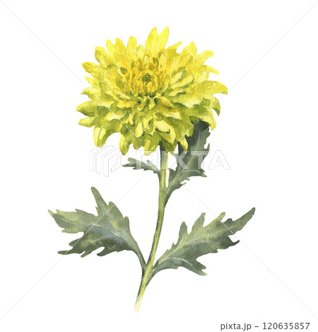 Watercolor yellow chrysanthemum with green leaves isolated on white background. Vintage hand drawn branch with flower and leaves for your design. 120635857