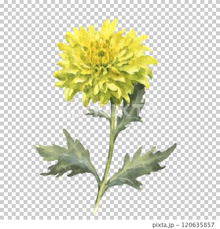 Watercolor yellow chrysanthemum with green leaves isolated on white background. Vintage hand drawn branch with flower and leaves for your design. 120635857