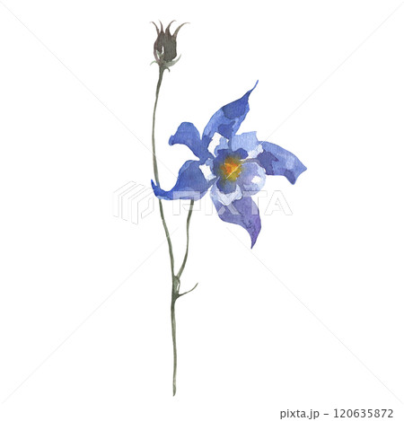 Hand drawn watercolor Botanical illustration of the flower of Aquilegia on isolated background. Drawing for wedding design or invitation cards. 120635872