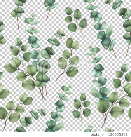 Eucalyptus plant bouquet seamless pattern. Watercolor Green silver dollar eucalypti tree branches with round leaves hand drawn botanical illustration for fabric, wallpaper isolated from background Eucalyptus plant bouquet seamless pattern. Watercolor Green silver dollar eucalypti tree branches with round leaves hand drawn botanical illustration for fabric, wallpaper isolated from background 120635891