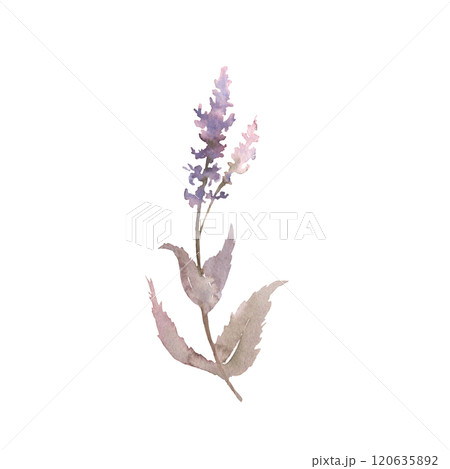 Watercolor drawing sage plant with flowers and green leaves isolated at white background, salvia officinalis, hand drawn illustration. Wild flowers, field flowers, sketch Watercolor drawing sage plant with flowers and green leaves isolated at white background, salvia officinalis, hand drawn illustration. Wild flowers, field flowers, sketch 120635892