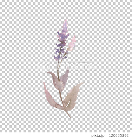 Watercolor drawing sage plant with flowers and green leaves isolated at white background, salvia officinalis, hand drawn illustration. Wild flowers, field flowers, sketch Watercolor drawing sage plant with flowers and green leaves isolated at white background, salvia officinalis, hand drawn illustration. Wild flowers, field flowers, sketch 120635892