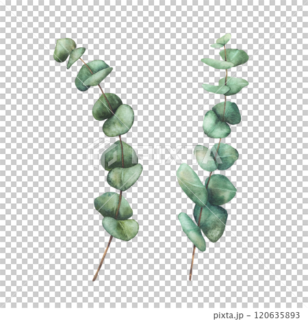 Eucalyptus Greenery set. Watercolor Plant branches with green round Leaves hand drawn botanical illustration for wedding invitation, baptism or christening card. Clipart isolated from background Eucalyptus Greenery set. Watercolor Plant branches with green round Leaves hand drawn botanical illustration for wedding invitation, baptism or christening card. Clipart isolated from background 120635893