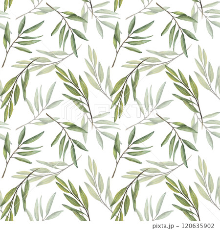 Olive tree branch, fruitless Green leaves twigs seamless pattern. Botanical floral Watercolor Hand drawn greenery in realistic style illustration for wallpaper, fabric print. Isolated white background 120635902
