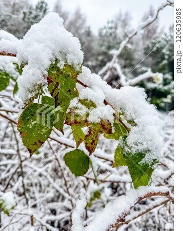 Snowy green leaves of a tree. Leaves covered with snow. High quality photo 120635985