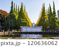 秋の紅葉が美しい、神宮外苑のイチョウ並木 120636062
