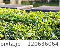 朝日に照らされる草 120636064