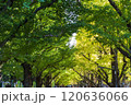 黄色く色づいたイチョウの木 120636066