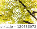 黄色く色づいたイチョウの葉 120636072