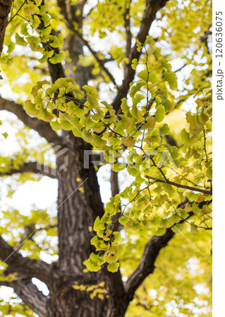 紅葉したイチョウの木 紅葉したイチョウの木 120636075