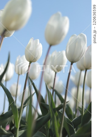 正子のチューリッぷ園 120636599