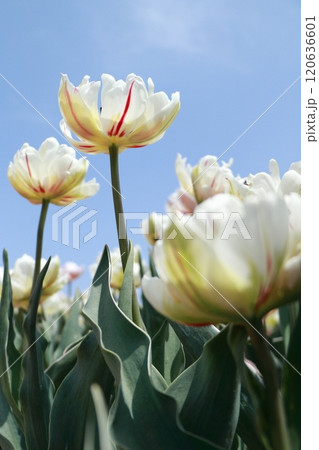 正子のチューリッぷ園 120636601