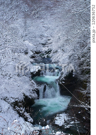 真っ白な霧氷に囲まれた鳳鳴四十八滝の冬景色　Ver3 120636752