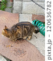 そっぽを向く猫 120636782