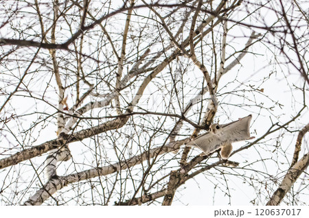 北海道の冬の空を飛ぶエゾモモンガ 120637017