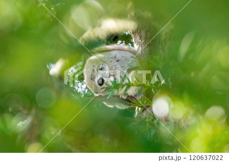 エゾモモンガは北海道のアイドル 120637022