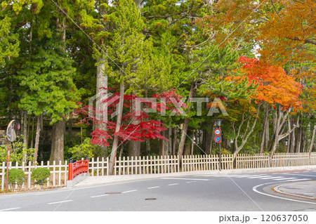 高野山 紅葉に包まれた参道 高野山 紅葉に包まれた参道 120637050