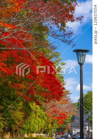 高野山 紅葉に包まれた参道 高野山 紅葉に包まれた参道 120637054