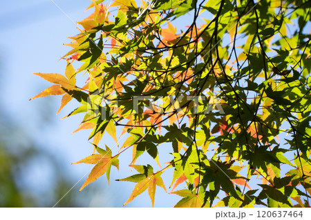 やや色づいた紅葉 120637464