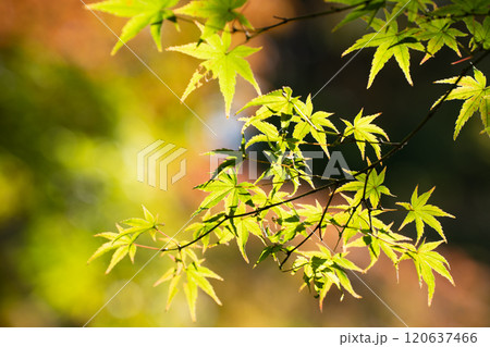 まだ紅葉していない紅葉 まだ紅葉していない紅葉 120637466