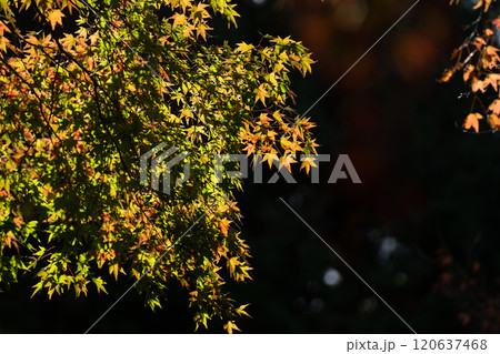 紅葉した紅葉 紅葉した紅葉 120637468