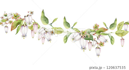 Blueberry white pink bell flower and bud with green leaves on branches, hand drawn in watercolor, wildflower botanical illustration. Seamless isolated banner, for wedding, florist shop, scrapbooking Blueberry white pink bell flower and bud with green leaves on branches, hand drawn in watercolor, wildflower botanical illustration. Seamless isolated banner, for wedding, florist shop, scrapbooking 120637535