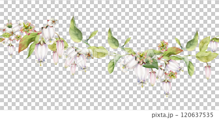 Blueberry white pink bell flower and bud with green leaves on branches, hand drawn in watercolor, wildflower botanical illustration. Seamless isolated banner, for wedding, florist shop, scrapbooking Blueberry white pink bell flower and bud with green leaves on branches, hand drawn in watercolor, wildflower botanical illustration. Seamless isolated banner, for wedding, florist shop, scrapbooking 120637535