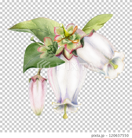 Blueberry white bell flower and bud with green leaves, hand drawn in watercolor, inflorescence wildflower botanical illustration. Isolated buttonhole composition. Scrapbooking, wedding, florist shop 120637550