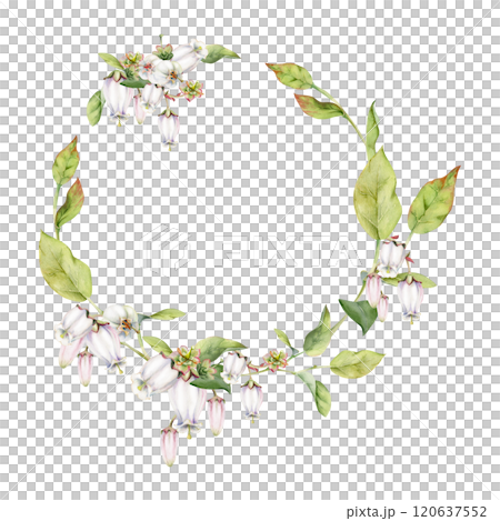 Blueberry white pink bell flower and bud with green leaves on branches, hand drawn in watercolor, wildflower botanical illustration. Isolated wreath garland frame. Wedding, florist shop, scrapbooking 120637552