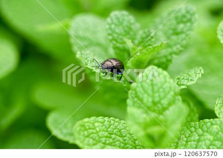ハッカハムシ ハッカハムシ 120637570