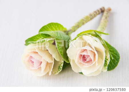 葉牡丹 葉牡丹 120637580