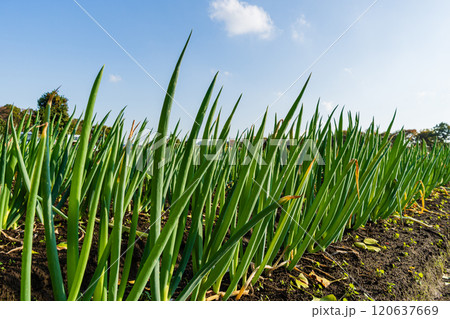 秋の長ネギ畑 120637669