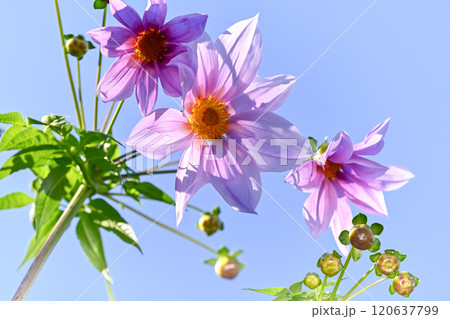 皇帝ダリア 120637799