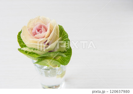 葉牡丹 120637980
