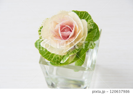 葉牡丹 120637986