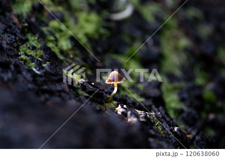 Single bonnet mushroom growing out of a stump in Italy Single bonnet mushroom growing out of a stump in Italy 120638060