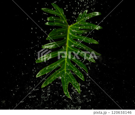 Rain Water planting pouring on Tropical Green leafs monstera plant over black background isolated. Rainforest Tropical green big leaves for decoration assortment with other plants 120638146