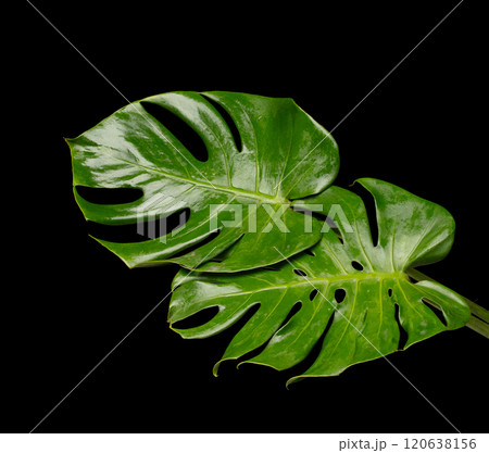Set of Tropical Green leafs monstera plant over black background isolated. Rainforest Tropical green big leaves for decoration assortment with other plants for freshness 120638156