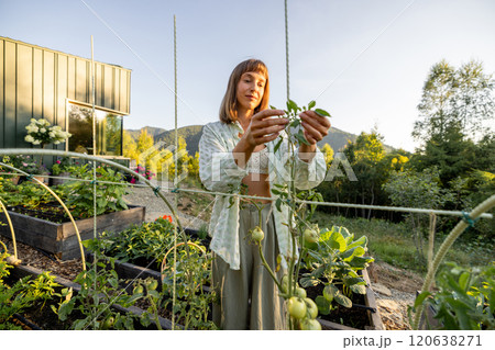 Woman Inspecting Green Tomatoes 120638271