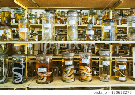 flasks and test tubes with samples of organisms in formaldehyde on shelf of scientific secret biochemical laboratory flasks and test tubes with samples of organisms in formaldehyde on shelf of scientific secret biochemical laboratory 120638279