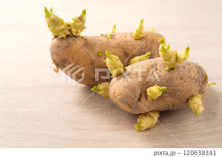 芽 芽生え 双葉 120638381