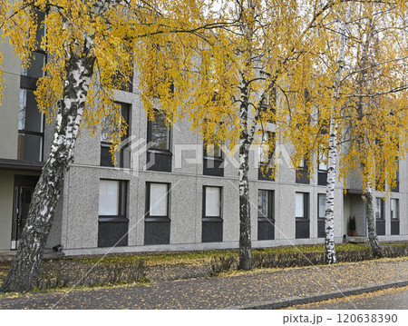 an urban setting with a row of birch trees with golden autumn foliage in front of a textured, gray residential building 120638390