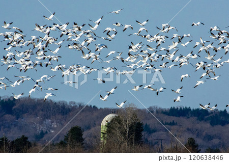 北海道十勝地方に渡来するハクガンの群れ 120638446