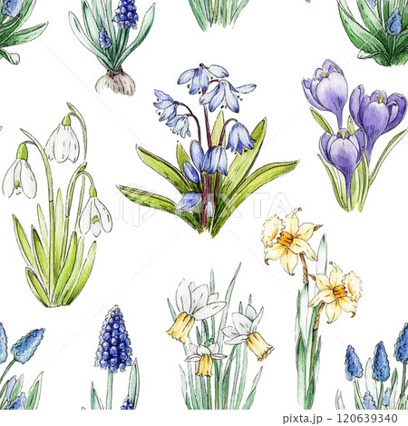 Primrose spring flowers seamless pattern decor. Watercolor vintage style illustration. Spring season daffodil, snowdrop, muscari, crocus, bluebell tender countryside village flowers. White background 120639340