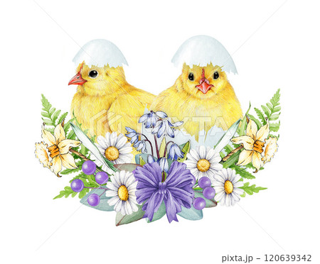 Easter mood festive decoration with cute newborn chicks surrounded by primrose garden flowers illustration on white background. Perfect for holiday festive decor, cards and seasonal designs Easter mood festive decoration with cute newborn chicks surrounded by primrose garden flowers illustration on white background. Perfect for holiday festive decor, cards and seasonal designs 120639342